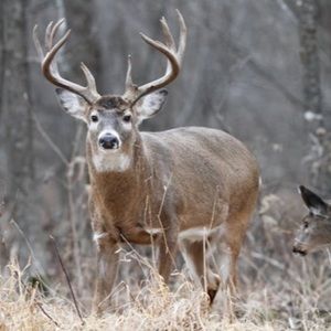 Meet your Posher, Deer